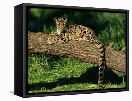Clouded Leopard Resting on Log-null-Framed Stretched Canvas