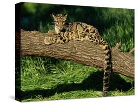 Clouded Leopard Resting on Log-null-Stretched Canvas