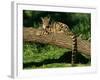 Clouded Leopard Resting on Log-null-Framed Photographic Print