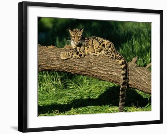 Clouded Leopard Resting on Log-null-Framed Photographic Print