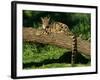 Clouded Leopard Resting on Log-null-Framed Photographic Print