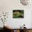 Clouded Leopard Resting on Log-null-Mounted Photographic Print displayed on a wall