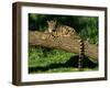 Clouded Leopard Resting on Log-null-Framed Photographic Print