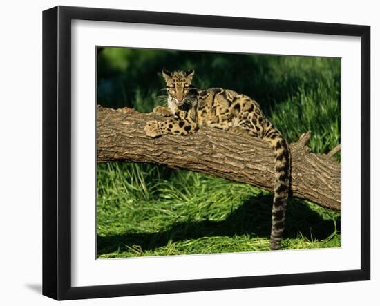 Clouded Leopard Resting on Log-null-Framed Photographic Print