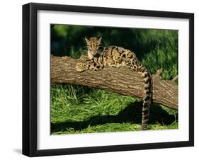 Clouded Leopard Resting on Log-null-Framed Photographic Print