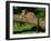 Clouded Leopard Resting on Log-null-Framed Photographic Print