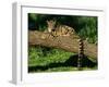 Clouded Leopard Resting on Log-null-Framed Photographic Print