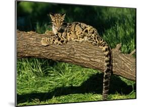 Clouded Leopard Resting on Log-null-Mounted Photographic Print