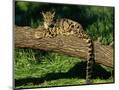 Wood Mount