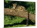 Wood Mount