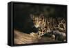 Clouded Leopard Walking on Tree Branch-DLILLC-Framed Stretched Canvas