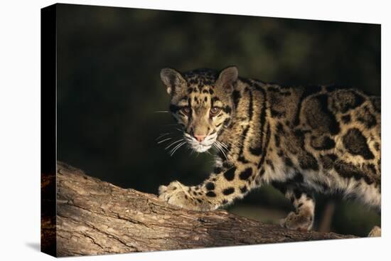 Clouded Leopard Walking on Tree Branch-DLILLC-Stretched Canvas