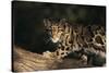 Clouded Leopard Walking on Tree Branch-DLILLC-Stretched Canvas