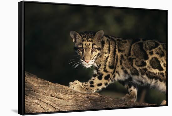 Clouded Leopard Walking on Tree Branch-DLILLC-Framed Stretched Canvas