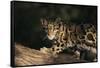 Clouded Leopard Walking on Tree Branch-DLILLC-Framed Stretched Canvas