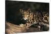 Clouded Leopard Walking on Tree Branch-DLILLC-Stretched Canvas