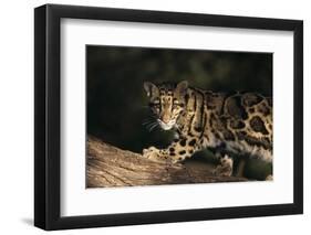 Clouded Leopard Walking on Tree Branch-DLILLC-Framed Photographic Print