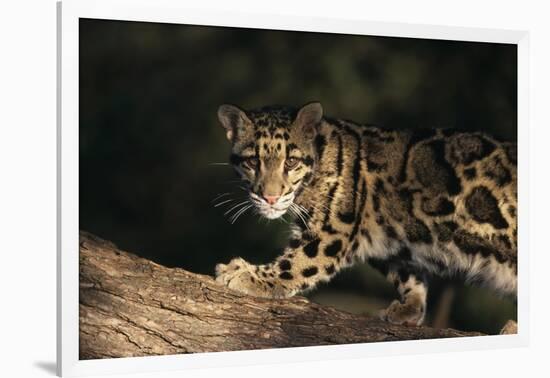 Clouded Leopard Walking on Tree Branch-DLILLC-Framed Photographic Print