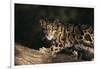 Clouded Leopard Walking on Tree Branch-DLILLC-Framed Photographic Print