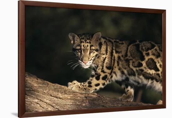 Clouded Leopard Walking on Tree Branch-DLILLC-Framed Photographic Print