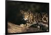 Clouded Leopard Walking on Tree Branch-DLILLC-Framed Photographic Print