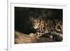 Clouded Leopard Walking on Tree Branch-DLILLC-Framed Photographic Print