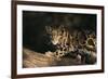 Clouded Leopard Walking on Tree Branch-DLILLC-Framed Photographic Print