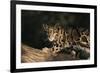 Clouded Leopard Walking on Tree Branch-DLILLC-Framed Photographic Print