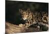 Clouded Leopard Walking on Tree Branch-DLILLC-Mounted Photographic Print