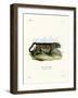 Clouded Leopard-null-Framed Giclee Print