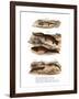 Clouded Salamander-null-Framed Giclee Print