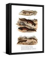 Clouded Salamander-null-Framed Stretched Canvas