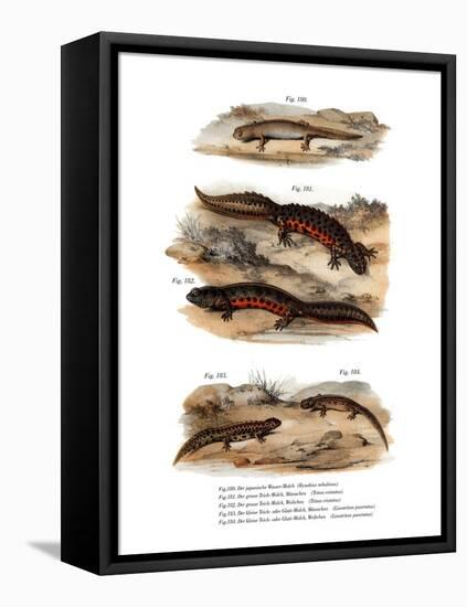 Clouded Salamander-null-Framed Stretched Canvas