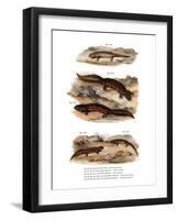 Clouded Salamander-null-Framed Giclee Print