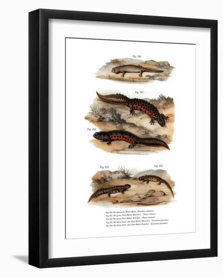 Clouded Salamander-null-Framed Giclee Print