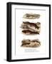 Clouded Salamander-null-Framed Giclee Print