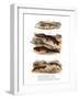 Clouded Salamander-null-Framed Giclee Print