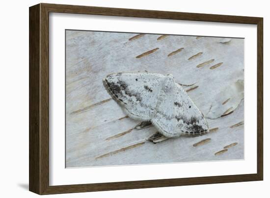 Clouded silver moth camouflaged on birch bark, Ireland-Robert Thompson-Framed Photographic Print