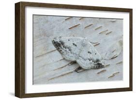 Clouded silver moth camouflaged on birch bark, Ireland-Robert Thompson-Framed Photographic Print