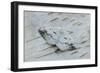 Clouded silver moth camouflaged on birch bark, Ireland-Robert Thompson-Framed Photographic Print