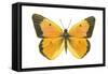 Clouded Sulfur Butterfly (Colias Philodice), Insects-Encyclopaedia Britannica-Framed Stretched Canvas