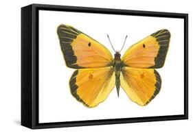 Clouded Sulfur Butterfly (Colias Philodice), Insects-Encyclopaedia Britannica-Framed Stretched Canvas