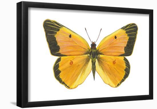 Clouded Sulfur Butterfly (Colias Philodice), Insects-Encyclopaedia Britannica-Framed Poster