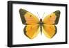 Clouded Sulfur Butterfly (Colias Philodice), Insects-Encyclopaedia Britannica-Framed Poster