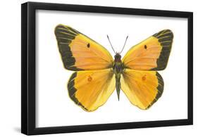 Clouded Sulfur Butterfly (Colias Philodice), Insects-Encyclopaedia Britannica-Framed Poster