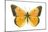 Clouded Sulfur Butterfly (Colias Philodice), Insects-Encyclopaedia Britannica-Mounted Poster