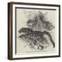 Clouded Tigers, in the Zoological Society's Gardens, Regent'S-Park-null-Framed Giclee Print