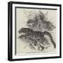 Clouded Tigers, in the Zoological Society's Gardens, Regent'S-Park-null-Framed Giclee Print