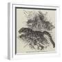Clouded Tigers, in the Zoological Society's Gardens, Regent'S-Park-null-Framed Giclee Print