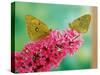 Clouded Yellow Butterflies Two on Pink Buddleia-null-Stretched Canvas